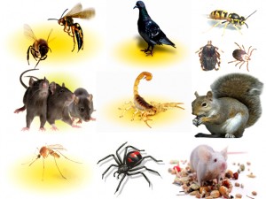 Bed Bug Control Services In Langley.jpg